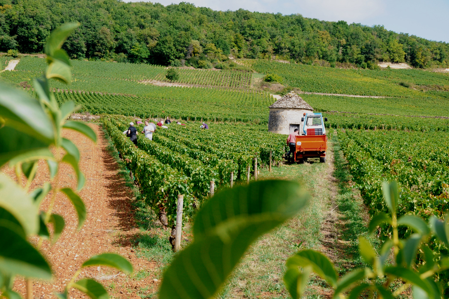 Domaine Philippe et Arnaud Dubreuil Bienvenue à Savigny